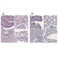 Anti-ARMC3 antibody produced in rabbit 