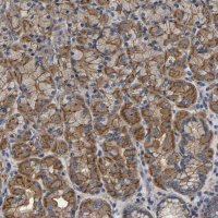 Anti-ARMT1 antibody produced in rabbit HPA005819-100UL