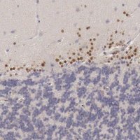 Anti-ARNT2 antibody produced in rabbit 