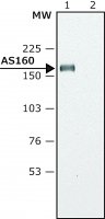 Anti-AS160 (C-terminal region) antibody produced in rabbit 