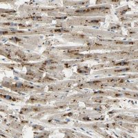 Anti-ASAH1 antibody produced in rabbit HPA005468-100UL