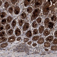 Anti-ASCC3 antibody produced in rabbit 