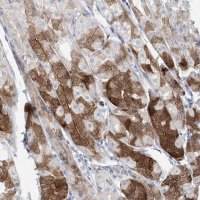Anti-ASNS antibody produced in rabbit 
