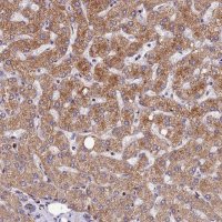 Anti-ASPHD1 antibody produced in rabbit 