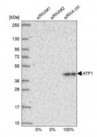 Anti-ATF1 antibody produced in rabbit HPA055069-100UL