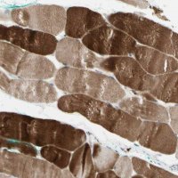 Anti-ATG4C antibody produced in rabbit HPA007049-100UL
