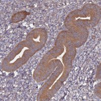 Anti-ATG5 antibody produced in rabbit 