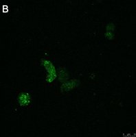 Anti-ATG8 Antibody, clone 2B11 ZooMAb Rabbit Monoclonal 