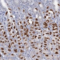 Anti-ATP4A antibody produced in rabbit 