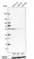 Anti-ATP5B antibody produced in rabbit 