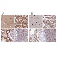 Anti-ATP5F1 antibody produced in rabbit 