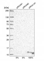 Anti-ATP5I antibody produced in rabbit 