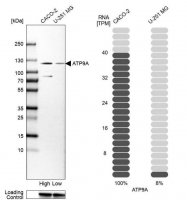 Anti-ATP9A antibody produced in rabbit HPA035630-100UL