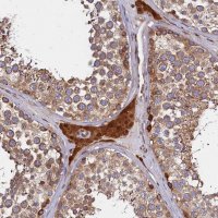 Anti-ATXN2L antibody produced in rabbit 