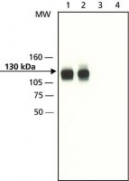 Anti-Axin1 (C-terminal) antibody produced in rabbit 