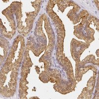 Anti-AZGP1 antibody produced in rabbit 