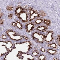 Anti-B4GALT2 antibody produced in rabbit 