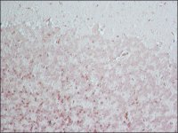 Anti-BACE 1, N-Terminus (46-62) antibody produced in rabbit B0681-.2ML