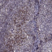 Anti-BACH2 antibody produced in rabbit 