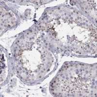 Anti-BAG5 antibody produced in rabbit 