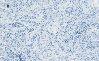 Anti-Bax Antibody, clone 1C7, ZooMAb Rabbit Monoclonal 