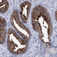 Anti-BBS4 antibody produced in rabbit 