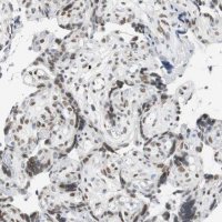 Anti-BBX antibody produced in rabbit 