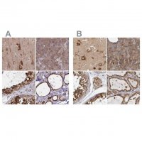Anti-BCAP29 antibody produced in rabbit 