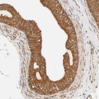 Anti-BCAP31 antibody produced in rabbit 