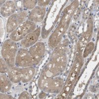 Anti-BCAR3 antibody produced in rabbit 