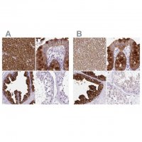 Anti-BCAS1 antibody produced in rabbit 