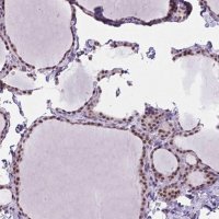 Anti-BCAS2 antibody produced in rabbit 