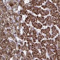 Anti-BCAT2 antibody produced in rabbit 