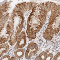 Anti-BCL2L15 antibody produced in rabbit 