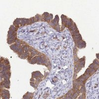 Anti-BECN1 antibody produced in rabbit 