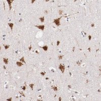 ANTI-BEGAIN antibody produced in rabbit 