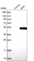 Anti-BGN antibody produced in rabbit 