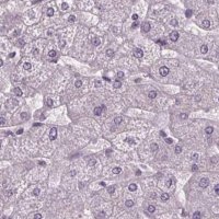 Anti-BHLHE22 antibody produced in rabbit 