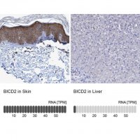 Anti-BICD2 antibody produced in rabbit 