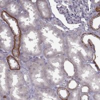Anti-BICDL1 antibody produced in rabbit 