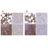Anti-BIN2 antibody produced in rabbit 