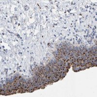 Anti-BIN3 antibody produced in rabbit HPA023769-100UL