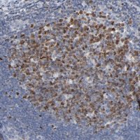 Anti-BIRC3 antibody produced in rabbit 