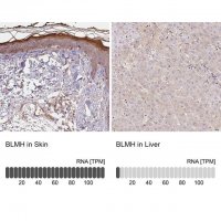 Anti-BLMH antibody produced in rabbit 