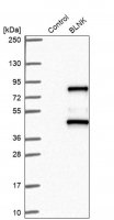 Anti-BLNK antibody produced in rabbit 