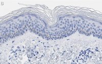 Anti-BMP-7 Antibody, clone 2D15 ZooMAb Rabbit Monoclonal 