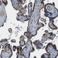Anti-BMP1 antibody produced in rabbit 