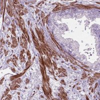 Anti-BMP4 antibody produced in rabbit 