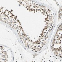 Anti-BNIP1 antibody produced in rabbit 