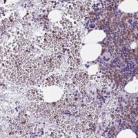 Anti-BPI antibody produced in rabbit 
